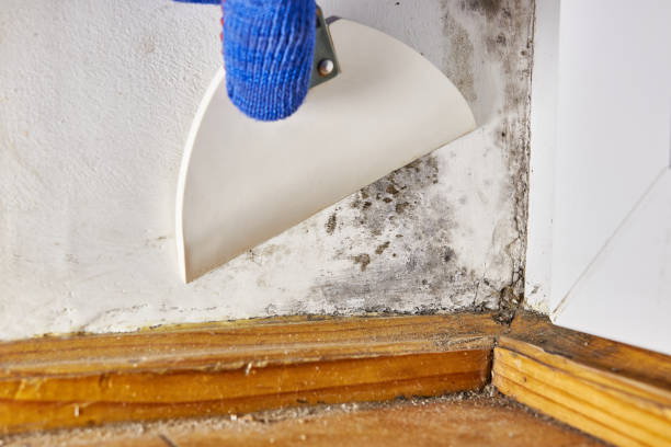Best Asbestos and Lead Testing During Mold Inspection  in Cerro Gordo, IL