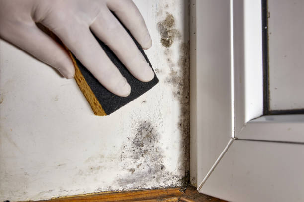 Trusted Cerro Gordo, IL Mold Removal Experts